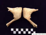 L_V20d5091 A16.31 R827 lR at pubis, dorsal view